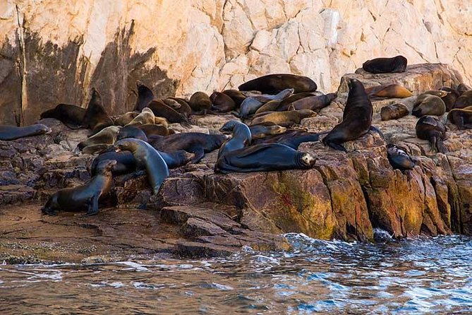 Cabo San Lucas city tour and amazing sea adventure to Lands End! - Tequila tasting and shopping time: optional, so plan your mindset