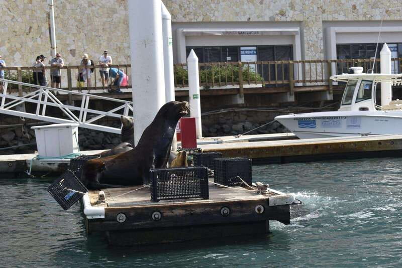 Cabo San Lucas: Glass Bottom Boat Tour to Land's End - Why this Lands End glass-bottom boat feels different