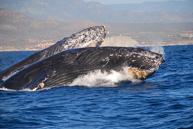Cabo San Lucas Humpback Whale Watching Tour - Cabo San Lucas humpback whales, El Arco, and Land’s End from one 2-hour cruise