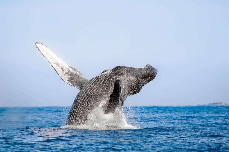 Cabo San Lucas: Luxury Catamaran Whale Watching Experience - Key highlights you will feel right away