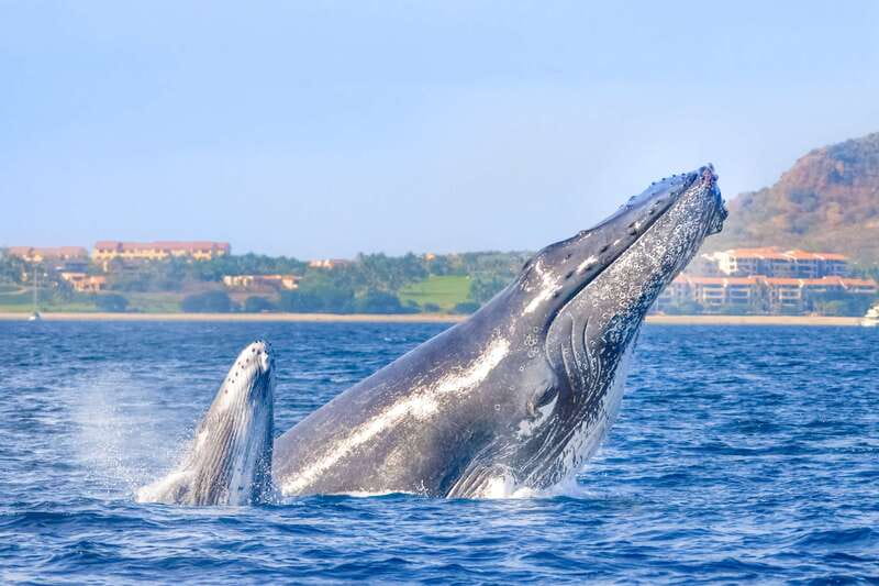 Cabo San Lucas: Luxury Catamaran Whale Watching Experience - Double-deck comfort and a French-made catamaran that helps you focus