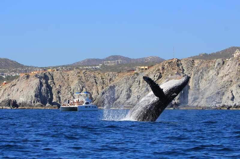 Cabo San Lucas: Luxury Catamaran Whale Watching Experience - The whale watching portion: bay cruising, Arch views, and time to search