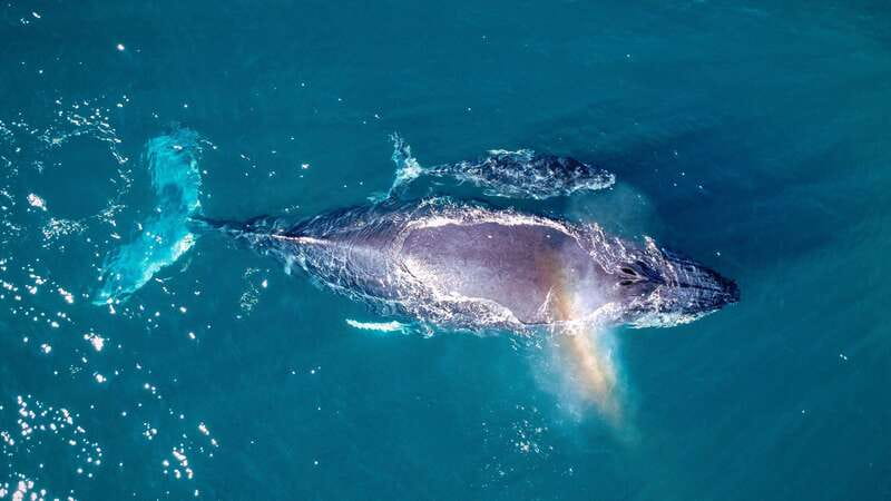 Cabo San Lucas: Luxury Catamaran Whale Watching Experience - Listening to humpbacks with the hydrophone, and why that changes everything