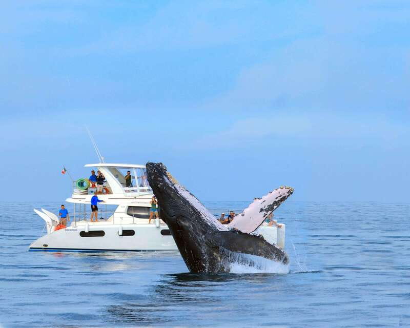 Cabo San Lucas: Luxury Catamaran Whale Watching Experience - Price and value: what $129 covers, plus the small fees at check-in