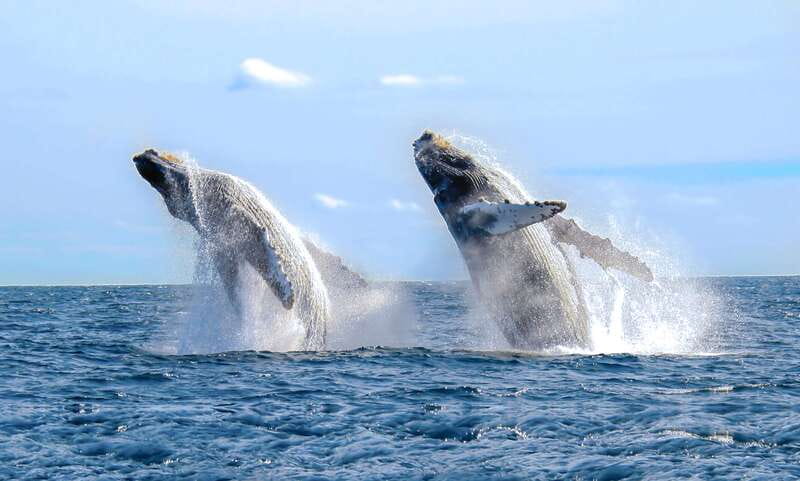 Cabo San Lucas: Luxury Catamaran Whale Watching Experience - The meeting point details that make the start painless