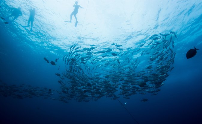 Cabo San Lucas Shopping, Tequila Tasting, and Snorkel Tour - A Cabo Combo That Really Fits a Day Trip Schedule