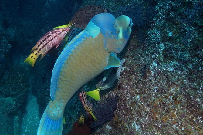 Cabo San Lucas Short Snorkeling Tour with Divemaster Guide - How the calm Cabo bay makes snorkeling feel manageable