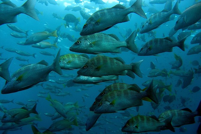 Cabo San Lucas Short Snorkeling Tour with Divemaster Guide - The Lands End cruise: Arch views, sea lions, and Lovers Beach photos