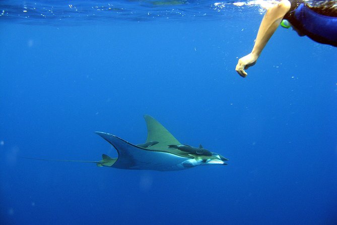 Cabo San Lucas Short Snorkeling Tour with Divemaster Guide - Price and value: what $70 buys you in Cabo (and what it does not)