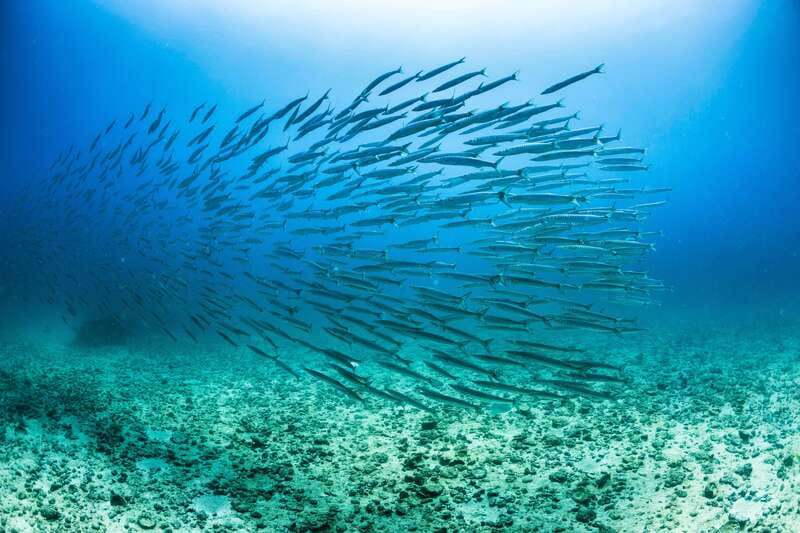 Cabo San Lucas: Snorkel, Lunch and Sail Experience - How Snorkeling Works at a Blue Flag Bay (and Why It Can Change)