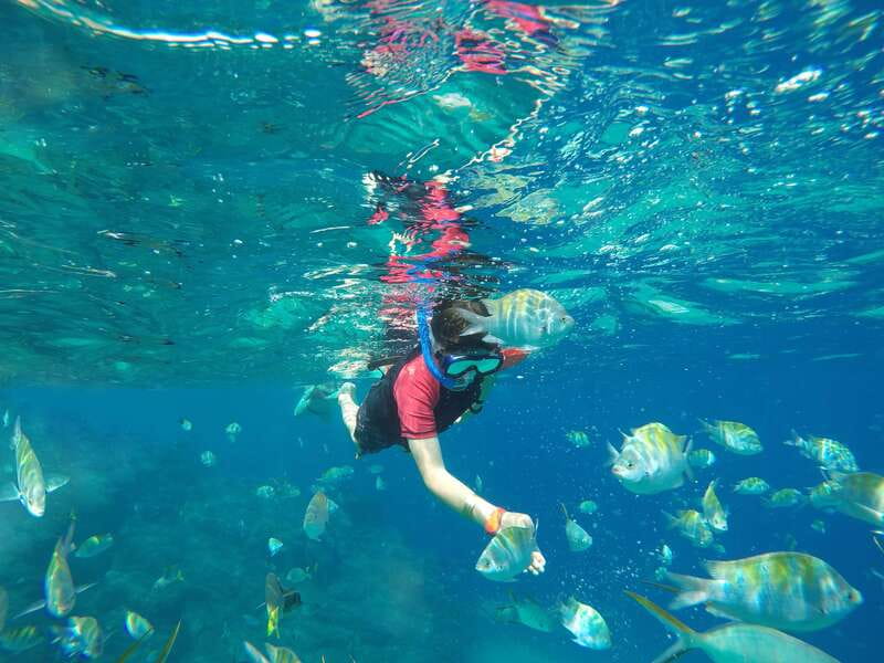 Cabo San Lucas: Snorkel, Paddle-board, and/or Kayak Tour - Underwater and On-Water Highlights: Dolphins, Turtles, Manta Rays, and Sea Lions