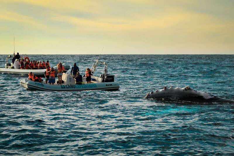 Cabo San Lucas: Up-Close Whale Watching Small-Group Tour - Key things that make this tour worth your attention
