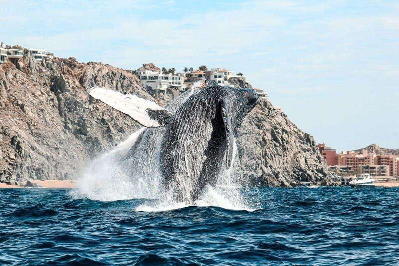 Cabo San Lucas: Up-Close Whale Watching Small-Group Tour - Price and value: is $115 a fair deal for 2.5 hours?