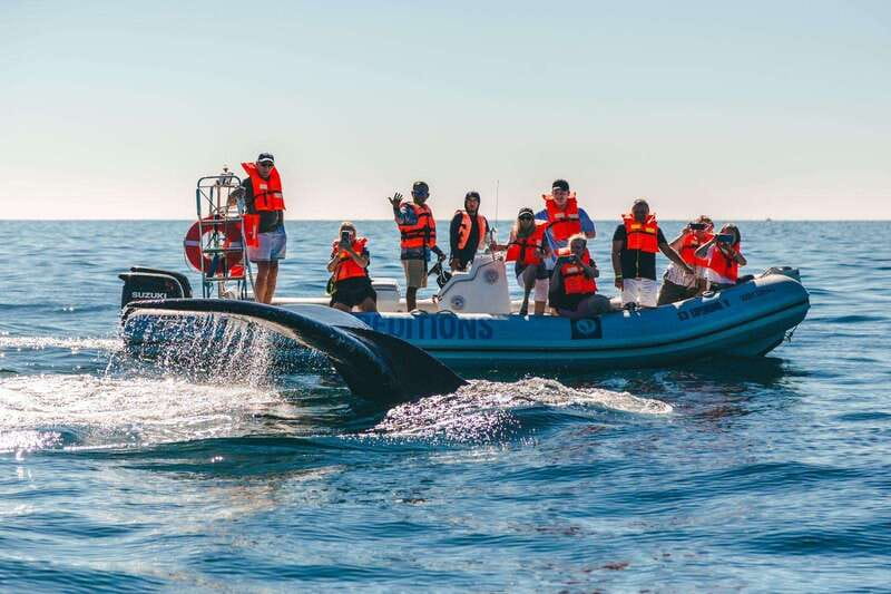 Cabo San Lucas: Up-Close Whale Watching Small-Group Tour - Small group on a small boat: why you notice more