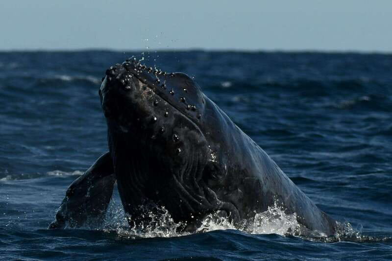 Cabo San Lucas: Up-Close Whale Watching Small-Group Tour - The search on the water: Pacific or Sea Cortez, chase-style