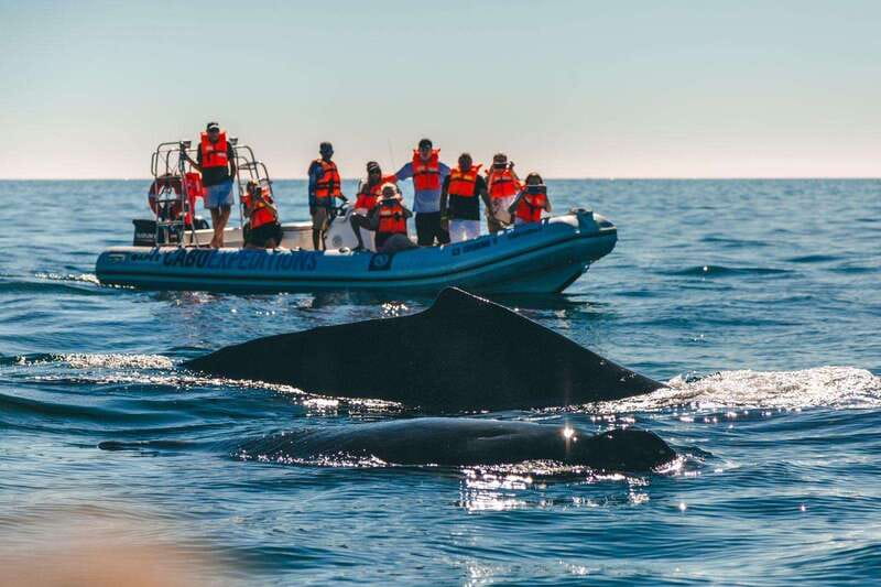 Cabo San Lucas: Up-Close Whale Watching Small-Group Tour - The up-close part, with real limits (and why you should care)