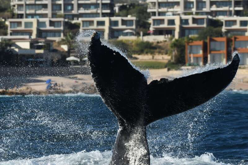 Cabo San Lucas: Up-Close Whale Watching Small-Group Tour - What you learn on the water: whale behavior you can actually spot
