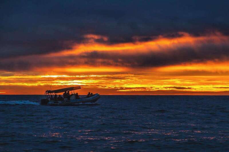 Cabo San Lucas: Up-Close Whale Watching Small-Group Tour - Dolphins, sea lions, and the bonus life on the route