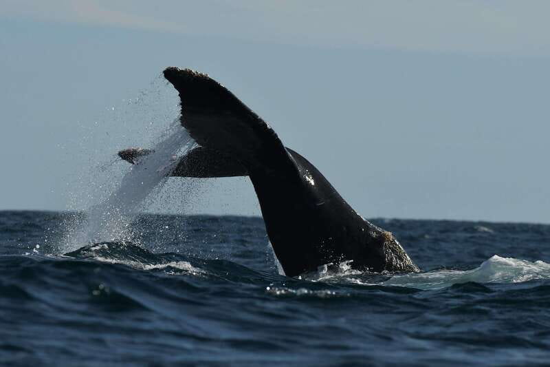 Cabo San Lucas: Up-Close Whale Watching Small-Group Tour - Guides and captains: the human part that makes or breaks it