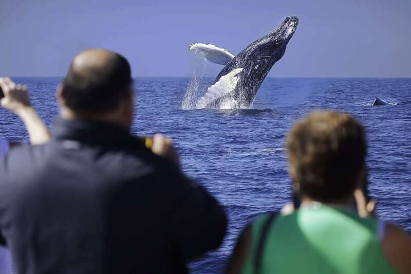 Cabo San Lucas: Whale Watching Breakfast Cruise - Key things to know before you go