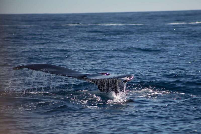 Cabo San Lucas: Whale Watching Breakfast Cruise - Whale watching that respects distance and timing
