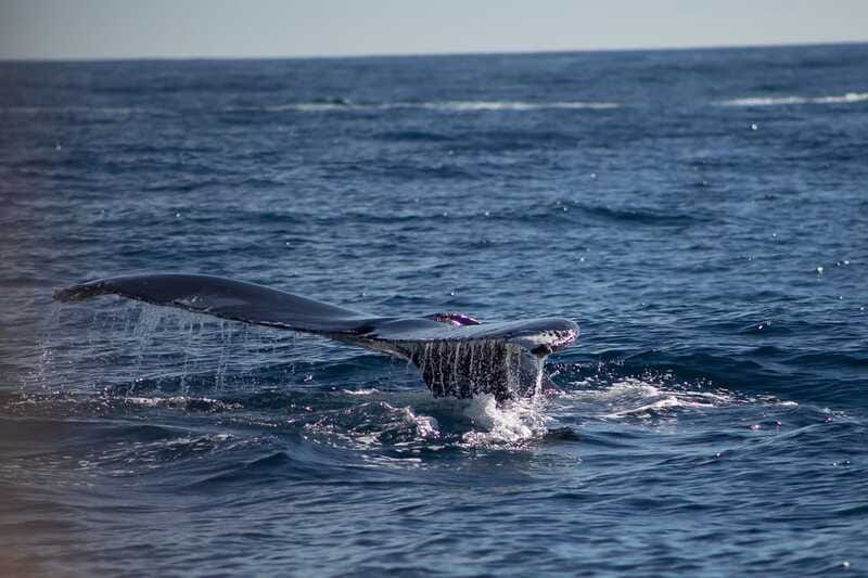 Cabo San Lucas: Whale Watching Breakfast Cruise - Breakfast buffet and open bar: what the morning actually includes