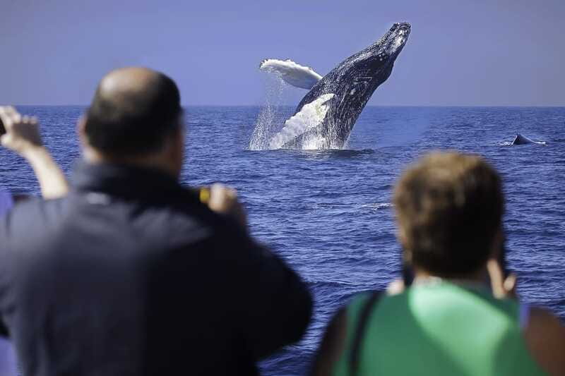 Cabo San Lucas: Whale Watching Breakfast Cruise - Who this tour suits best