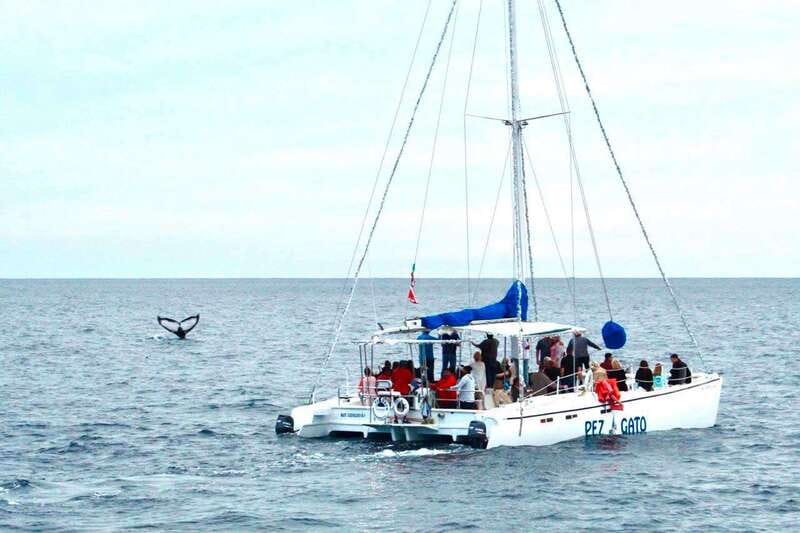 Cabo San Lucas: Whale Watching Catamaran Experience - Why this 2-hour whale cruise feels worth it