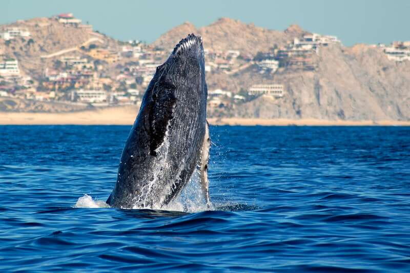 Cabo San Lucas: Whale Watching Catamaran Experience - The catamaran ride out: Cabo landmarks first, whales next