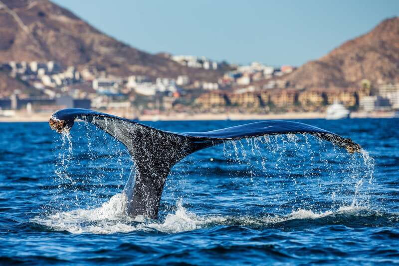 Cabo San Lucas: Whale Watching Catamaran Experience - The whale watching hour: what you’re looking for and how to spot it