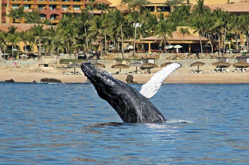 Cabo San Lucas: Whale Watching Experience on Catamaran - Key Takeaways Before You Sail