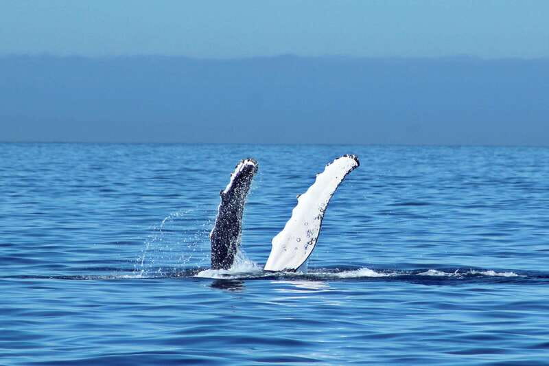 Cabo San Lucas: Whale Watching Experience on Catamaran - From Hotel Lobby to Catamaran Deck: Cabo Pickup and Timing That Matters