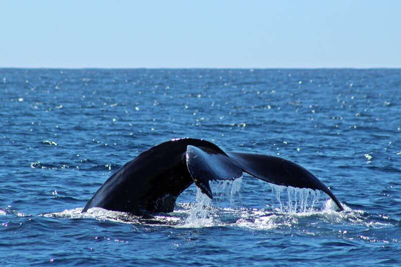 Cabo San Lucas: Whale Watching Experience on Catamaran - Whale Watching Time: What You’re Looking For in the Pacific