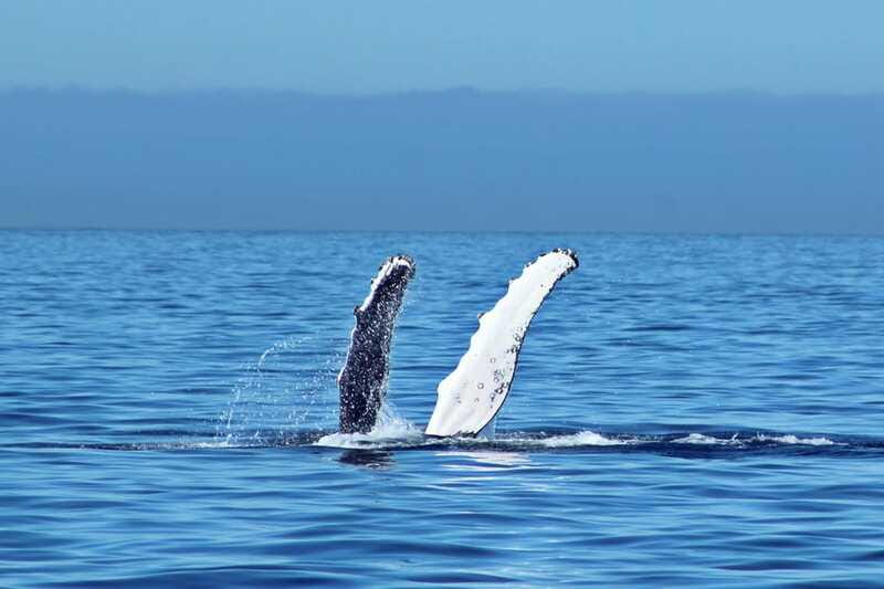 Cabo San Lucas: Whale Watching Experience on Catamaran - Listening With Hydrophones: Making Whale Song Part of the Trip