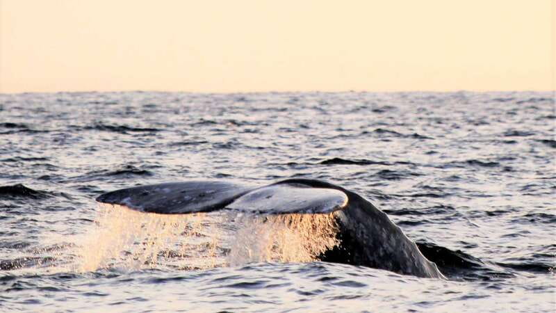 Cabo San Lucas: Whale Watching Experience on Catamaran - Breakfast or Lunch, plus an Open National Bar, on a Two-Hour Catamaran