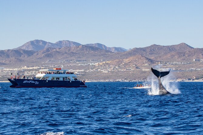 Cabo San Lucas Whale Watching Lunch Cruise - What the 2.5 hours actually feels like onboard