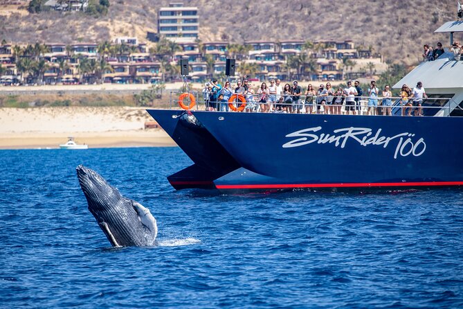 Cabo San Lucas Whale Watching Lunch Cruise - Lunch at sea: what you eat, why it matters, and what comes with it