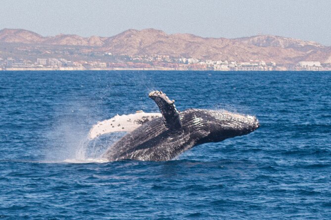 Cabo San Lucas Whale Watching Lunch Cruise - Crew and captain: clean boat, helpful service, real energy