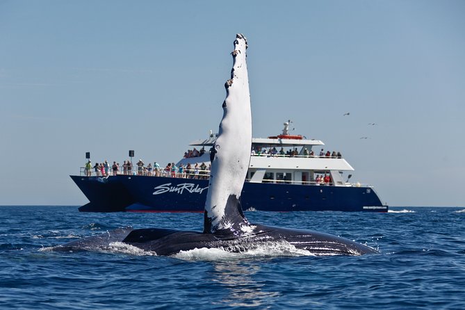 Cabo San Lucas Whale Watching Lunch Cruise - The El Arco photo stop, then straight into whale country