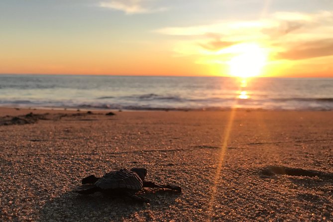 Cabo Turtle Release - Cabo Turtle Release at 4:00 pm: Why this timing matters