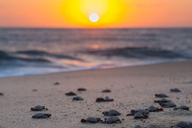 Cabo Turtle Release - The release moment: watching hatchlings head toward the ocean