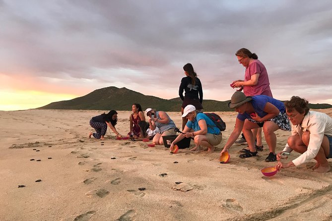 Cabo Turtle Release - Conservation that feels real: what you are supporting