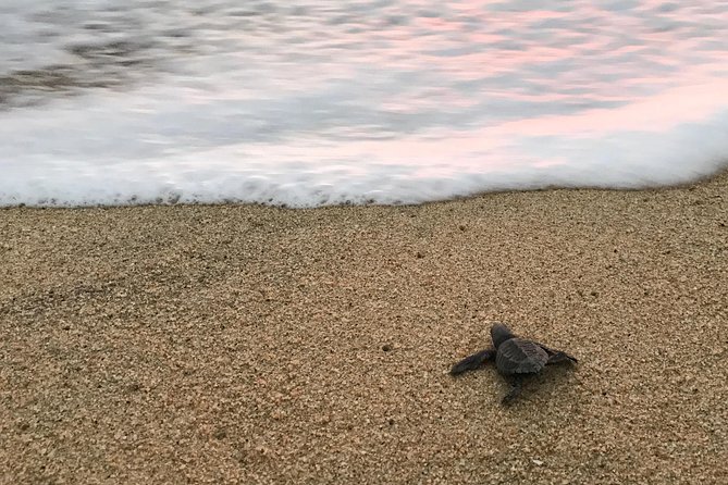 Cabo Turtle Release - Who this tour suits best, and who might hesitate