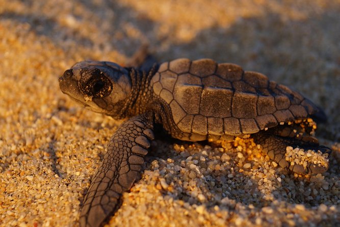 Cabo Turtle Release - Price and value: is $109 a good deal?