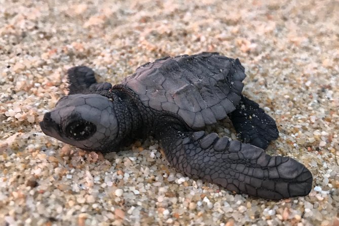Cabo Turtle Release - Practical tips so your evening goes smoothly
