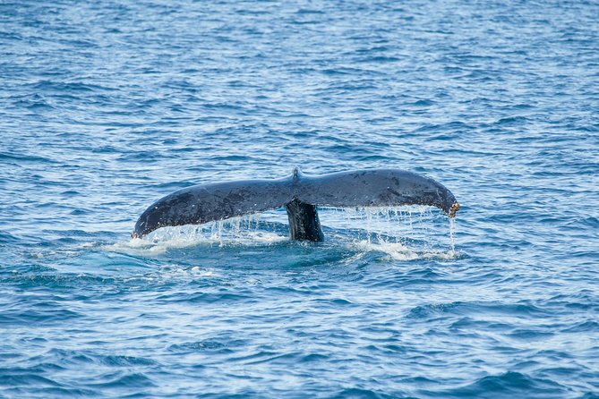 Cabo Whale Watch Three-Level Vessel and Majestic Arch - Breakfast, Open Bar, and DJ Music: Whale Watching With a Party Edge