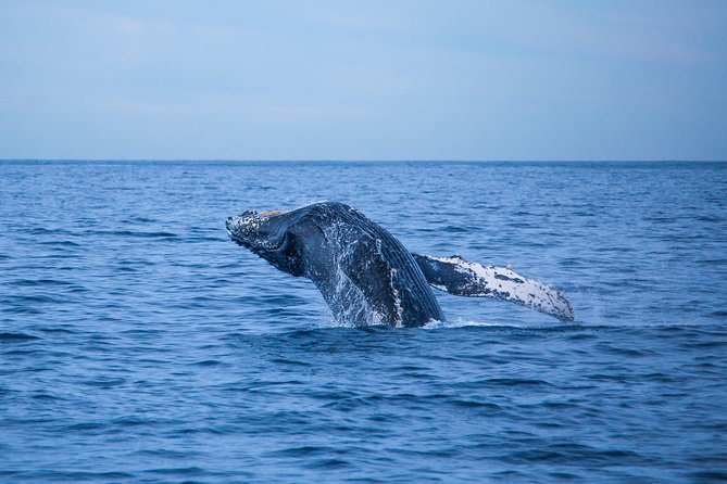 Cabo Whale Watch Three-Level Vessel and Majestic Arch - Whale Watching Basics on This 2-Hour Search