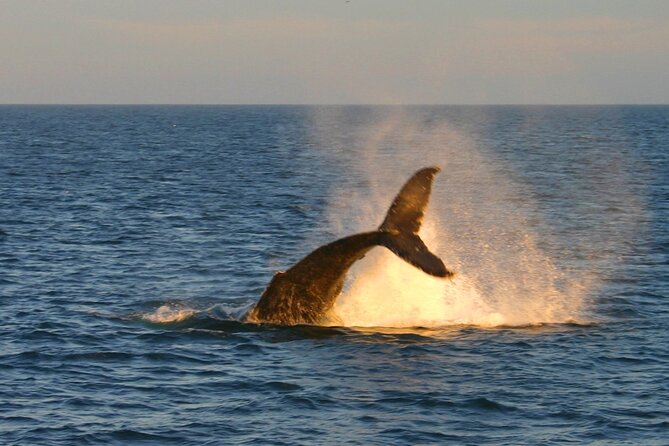 Cabo Whale Watch Three-Level Vessel and Majestic Arch - Size, Comfort, and What a Max of 350 Feels Like