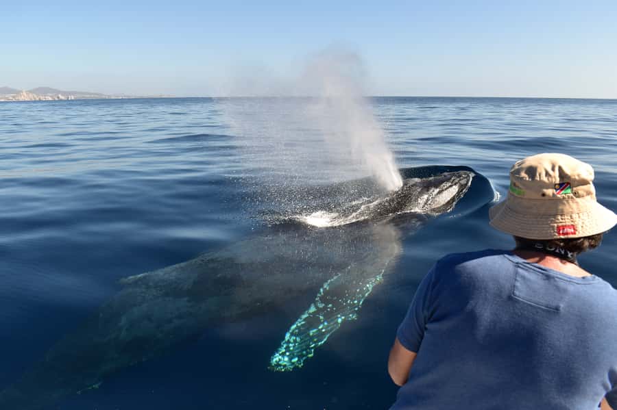Cabo: Whale-Whatching Boat Trip w/ All-Women Crew and Photos - Cabo Nature whale watch, the short and sweet version