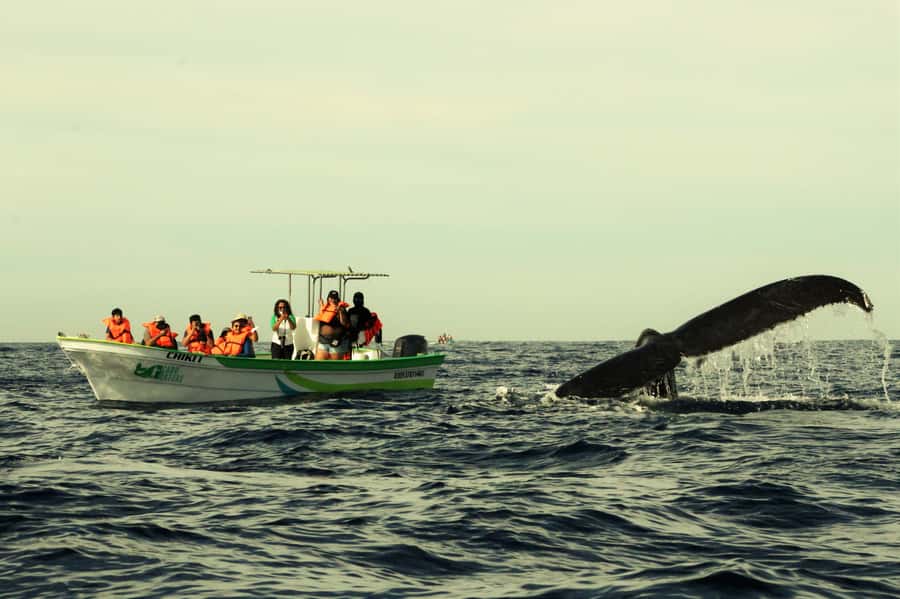 Cabo: Whale-Whatching Boat Trip w/ All-Women Crew and Photos - The boat setup: small group comfort plus real photo angles